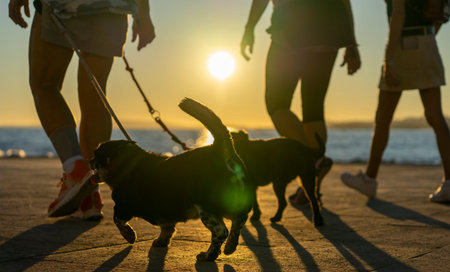 people walking the dogs sunset