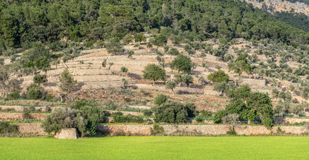Typical terraces of Mallorca in the Sierra de Tramuntana