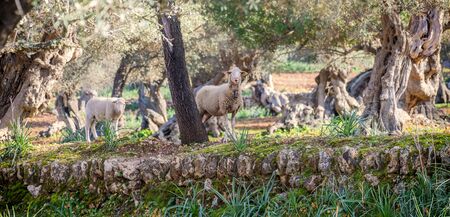 sheep and calves in the grassの写真素材