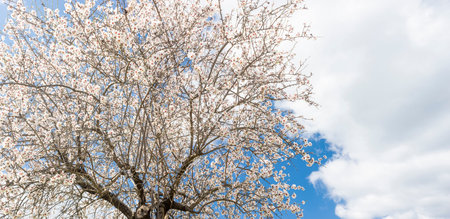 blossoming almond tree landscape in majorca, Spainの写真素材