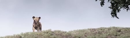 3d illustration of a lion cub playingの写真素材