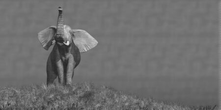 3D illustration of an elephantの写真素材