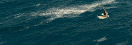 3d illustration Eagle flying in the clouds at dawnの写真素材