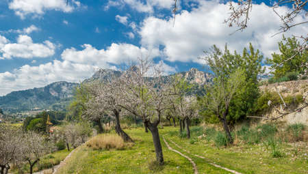 blossoming almond tree landscape in majorca, Spainの写真素材