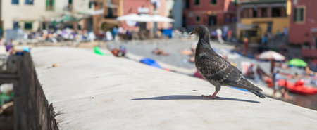 A lone pigeon commands the foreground, gazing across a sun-drenched piazza with blurred beachgoers and colorful buildings. The bird's sharp silhouette contrasts the lively summer backdrop, offering a unique perspective on the bustling coastal town life.の写真素材