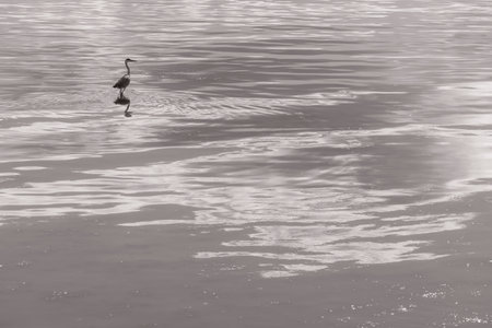 A heron stands gracefully in the midst of reflective waters, captured in a monochrome palette that emphasizes the gentle ripples and the bird's elegant silhouette. The simplicity of the scene evokes a tranquil and meditative mood.の写真素材