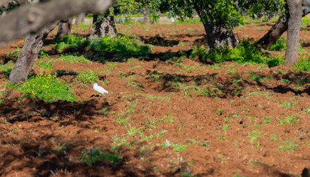 A single white bird takes a leisurely stroll across the rich, reddish soil of a vibrant orchard. The green foliage of the trees offers a sharp contrast to the tilled earth, while the bird's presence adds a touch of animate grace to the stillness of the groveの写真素材