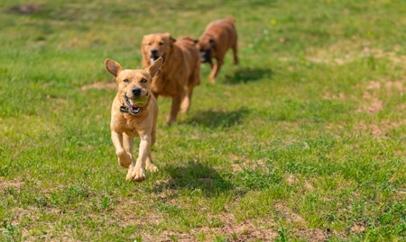 Joyful Canine Frolic