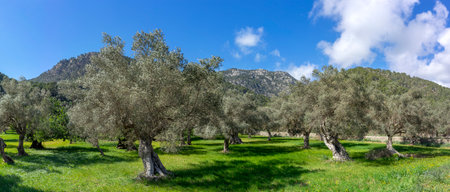 Serene Olive Grove Panorama with Verdant Grass and Mountainous Horizon Under a Blue Skyの写真素材
