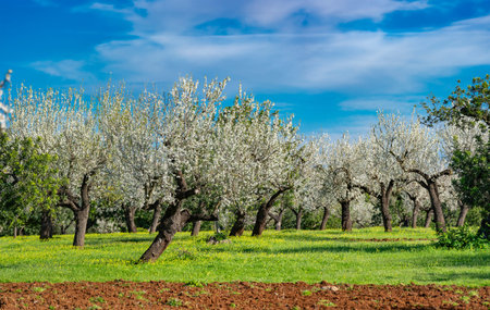 An orchard in full bloom celebrates the arrival of spring with a symphony of white blossoms set...
