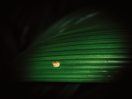 Brown Frog, in a natural environmentの写真素材
