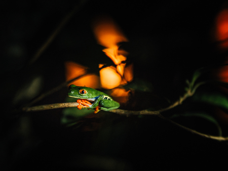 Red-eyed Frog at sunset, Costa Ricaの写真素材
