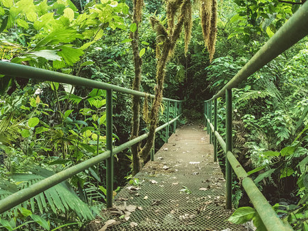 Iron bridge in tropical forest