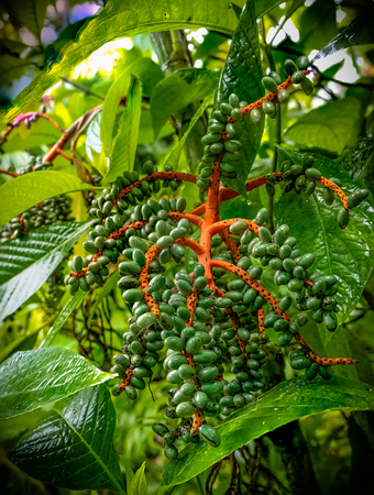 Coffee beans still green on the treeの写真素材