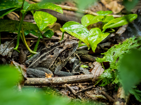 Toad oak toad in tropical jungleの写真素材