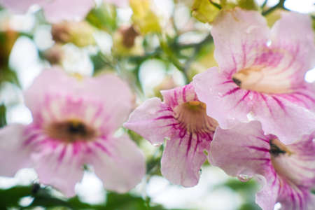 Pink macro texture of flowers for backgroundの写真素材