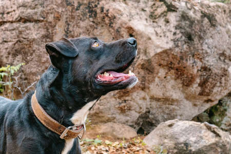 Happy dog ââwatching with copyspaceの写真素材