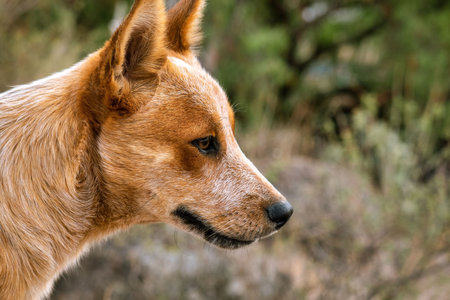 Happy dog ââwatching with copyspaceの写真素材