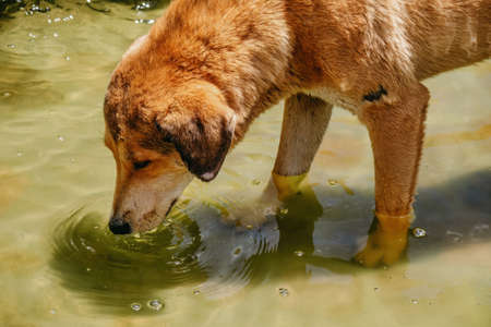 Abandoned dog drinking water from a fountainの写真素材