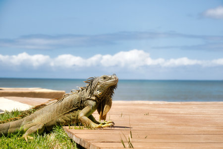 A Green iguana in mexico with copyspace in beachの写真素材
