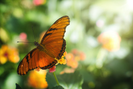 Butterfly pollinatingの写真素材
