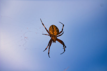 A Defenseless tiger spider with blue sky backgroundの写真素材