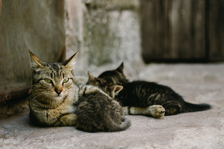 A Mommy cat nursing her kittens with copyspace on the rightの写真素材