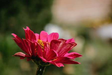 Red flower with copyspace on the rightの写真素材
