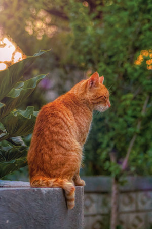 A Yellow cat looking at the horizon in garden