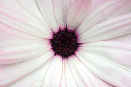 White macro texture of flowers for backgroundの写真素材