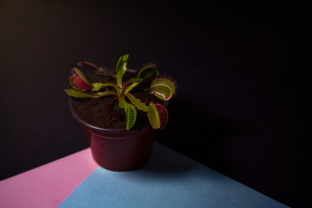 a Small pot with carnivorous plant on colored leaves and dark background