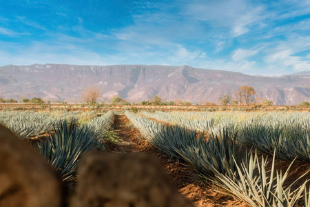 A Agave field for Tequila production, Jalisco, Mexicoの写真素材