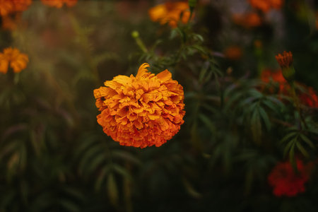 A Premium yellow Damasquina flower with space for text on the right