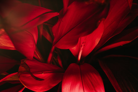 A Red leafs background texture with copyspaceの写真素材