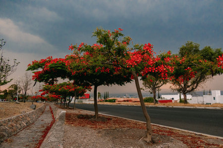 A Flamboyant tree blossom in Cityの写真素材