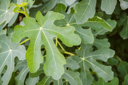 A Fresh figs on the plant with green leafs