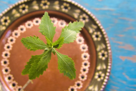 A Epazote plant in mexico, for cooking