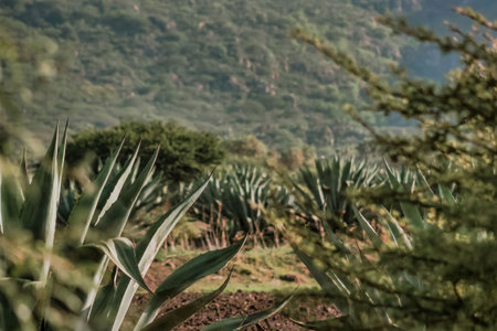 A Landscape with agaves maguey in Guanajuato Mexicoの写真素材