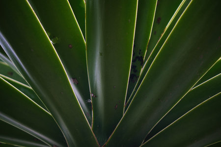 A Cactus in mexico for wallpaper or backgroundの写真素材