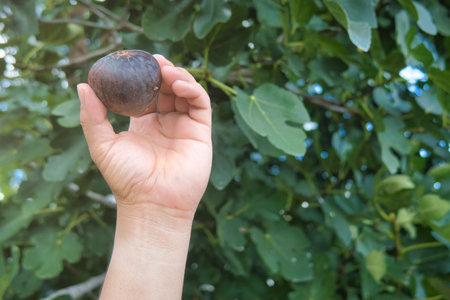 A Fresh figs in hand with nature backgroundの写真素材