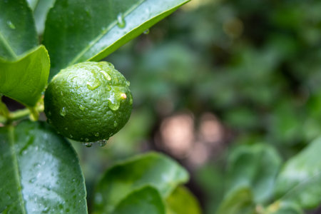 A Lemon among green leaves with rainwater dropsの写真素材
