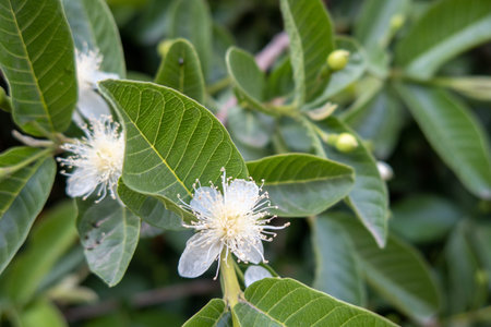A white guava flower in full bloom, blooming guava's flower, psidium guajava white flowers, Guavas...