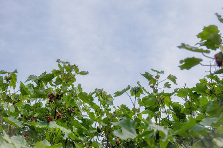 A cotton on the green plantの写真素材