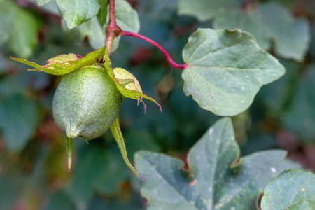 A cotton on the green plantの写真素材
