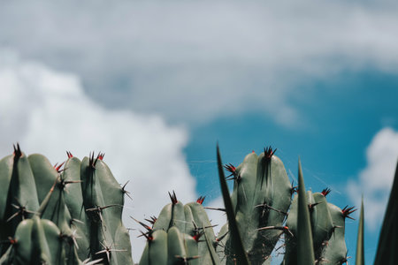 A Mexican garambullo cactus background with copyspace on topの写真素材