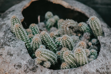 A Cactus in rustic pot for garden backgroundの写真素材