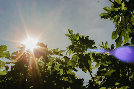 A Landscape of leaves with ray of light and blue sky in the backgroundの写真素材