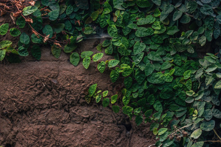 A Background, texture of a stone wall with creepers and green vegetationの写真素材