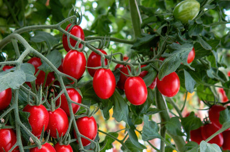 A small red tomatoes cherry in greenhouseの写真素材
