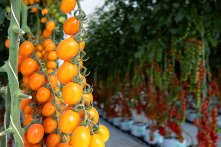 A small yellow and red tomatoes in greenhouseの写真素材